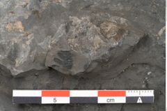 Foto (Detailansicht) von Acrostichopteris lunzensis Ettingshausen (NHMW-GEO-2024-0188-10524)